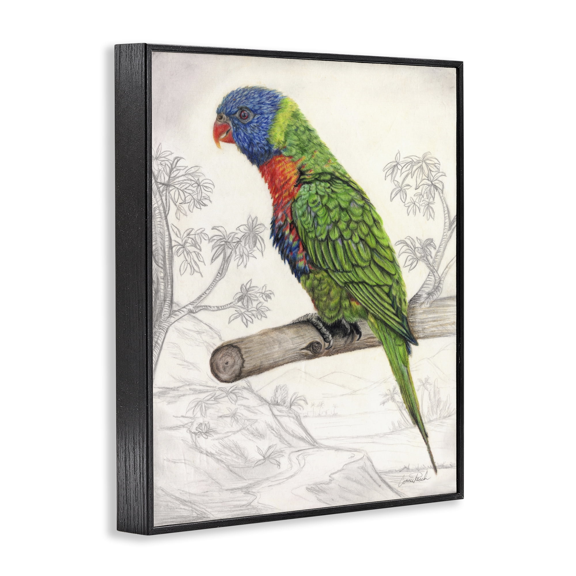 Stupell Industries Lorikeet Sketched Nature Animals & Insects Painting Black Framed Art Print Wall Art, 24 x 30
