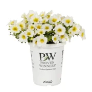 Expert Gardener Petunia 1PT Multi-color Live Plants