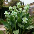 thumbnail image 2 of Canna, Low Maintenance - Easy Grow - Ideal for Beds Borders, Plant Pots & Planters, 2 of 4