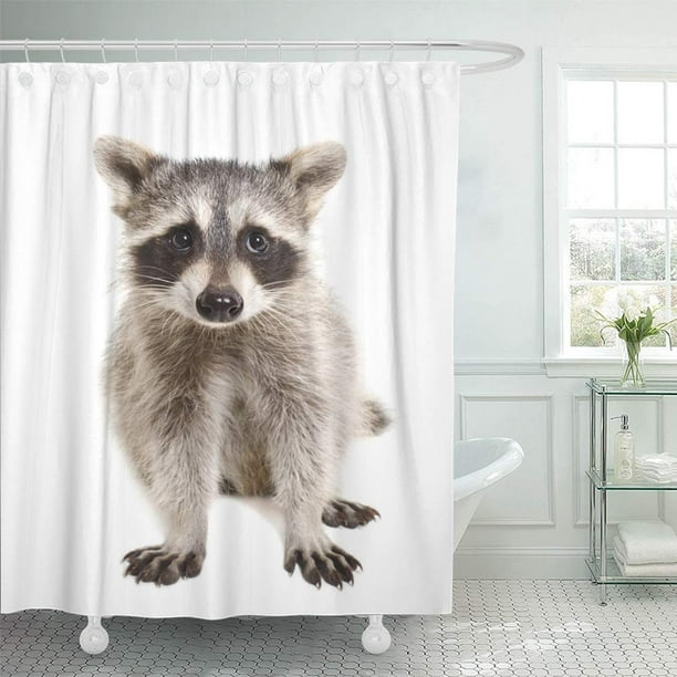 BSDHOME Racoon Portrait of Raccoon Sitting White Wildlife Adorable Baby  Animal Attractive Shower Curtain Bath Curtain 66x72 inch