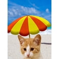 thumbnail image 2 of Phillip, Jamie 12x14 Gold Ornate Wood Framed with Double Matting Museum Art Print Titled - Beach Cat, 2 of 4