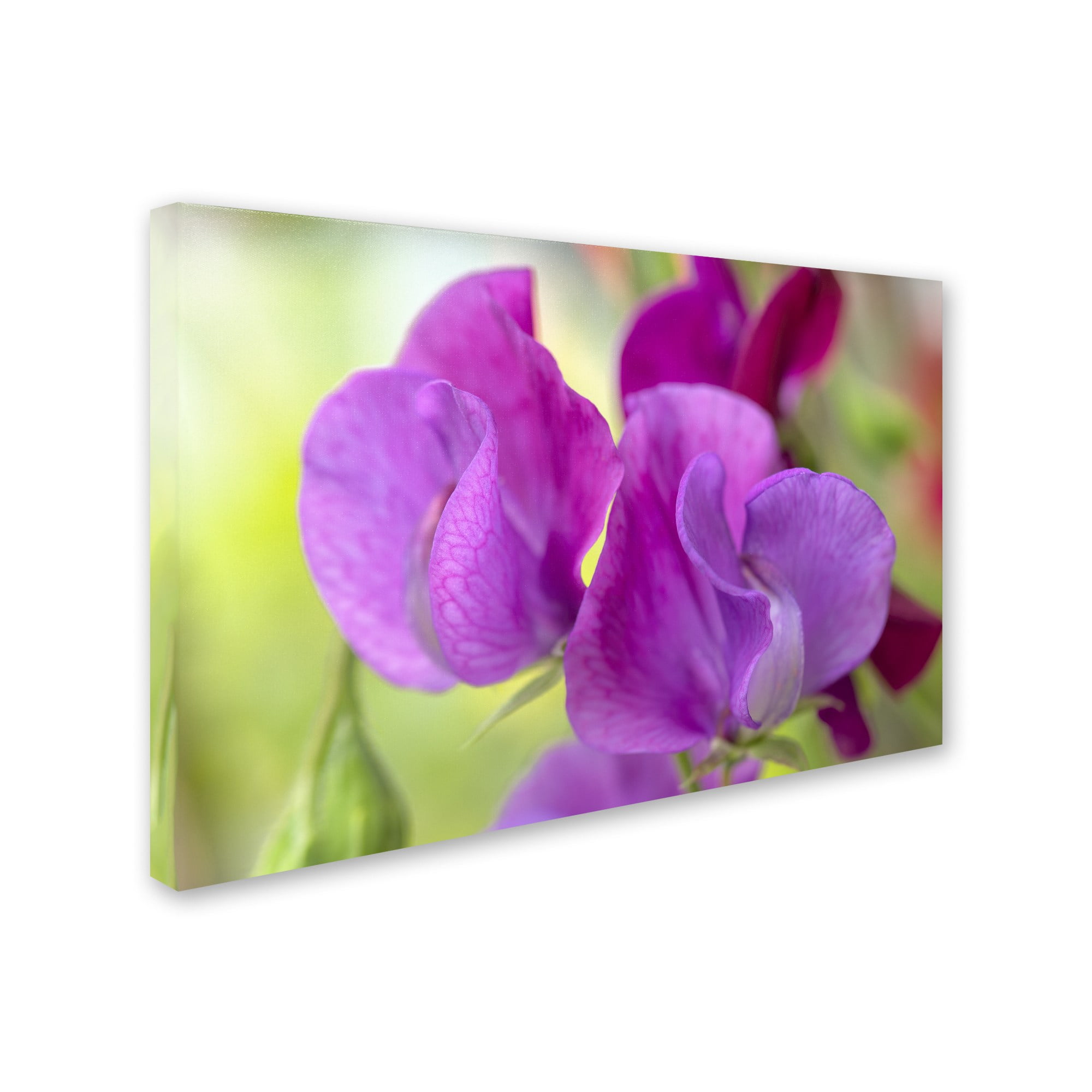 Trademark Fine Art 'Two Sweet Pea Flowers' Canvas Art by Cora Niele