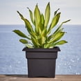 thumbnail image 2 of Bloem Veranda 14" Plastic Square Planter Box - UV-Resistant, Indoor/Outdoor, Black, 2-Pack, 2 of 7