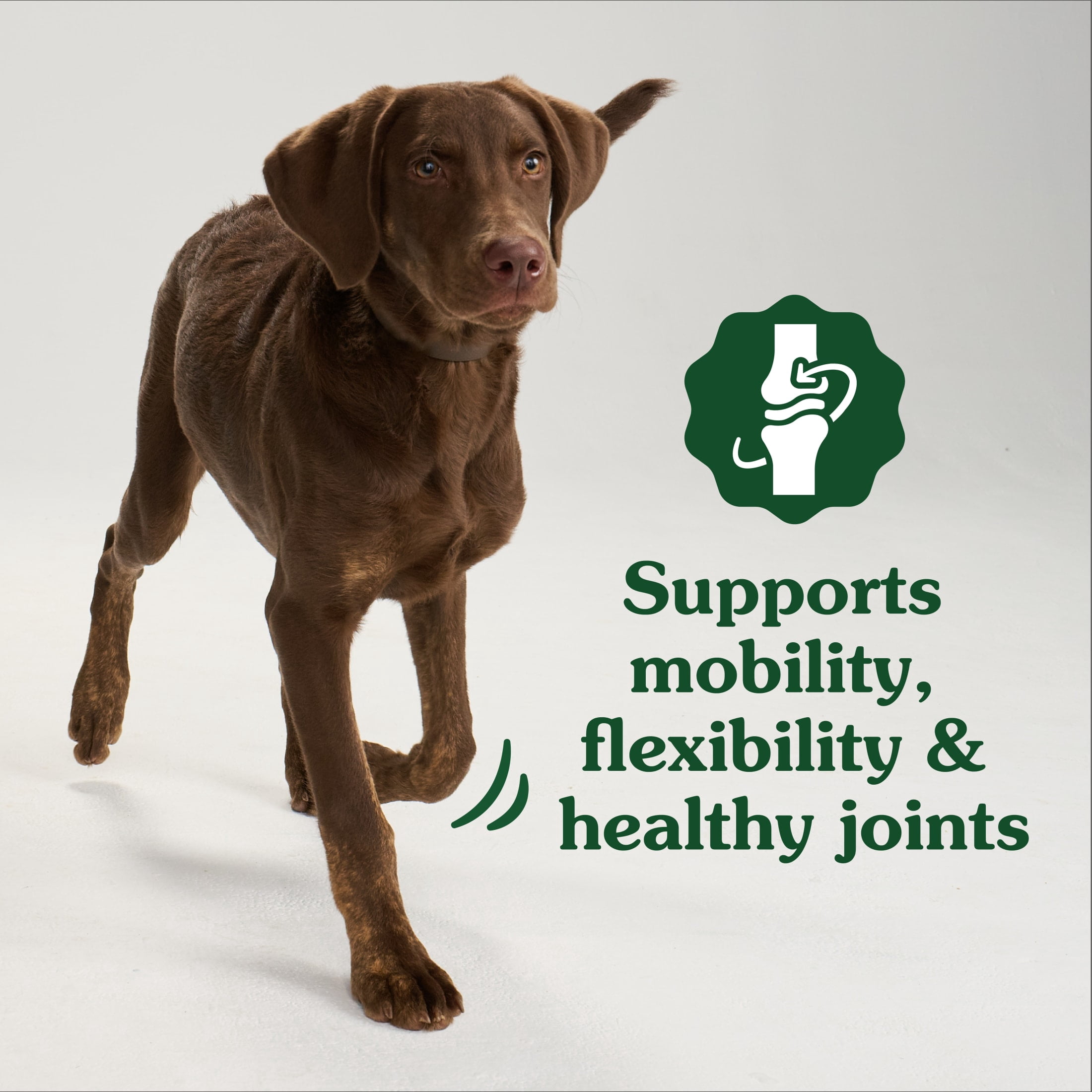 Greenies Supplements Chicken Flavor Hip and Joint Chews for Dogs, 6.08 oz Pouch, 30 Count