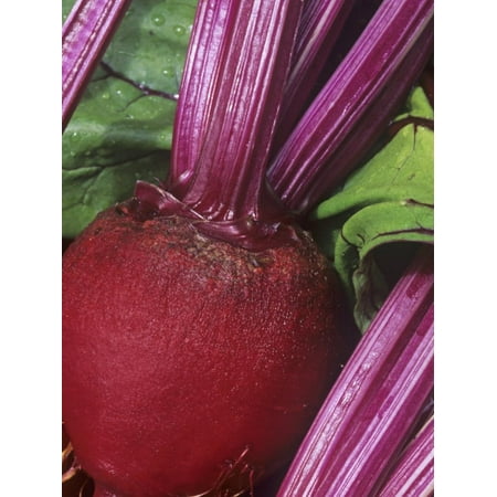 Early Wonder Tall Top - Beet (Beta Vulgaris), Early Wonder Tall Top Variety Print Wall Art By Wally Eberhart