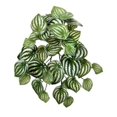 thumbnail image 1 of 13 in. Watermelon Peperomia Bush Faux Plants & Trees, 1 of 1