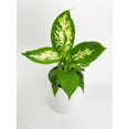 thumbnail image 3 of Bumble Plants Dieffenbachia Memoria Corsii 'Amy' - Full Live Colorful Houseplant in Nursery Pot, Easy Care, Indoor Plant for Beginners, 3 of 4