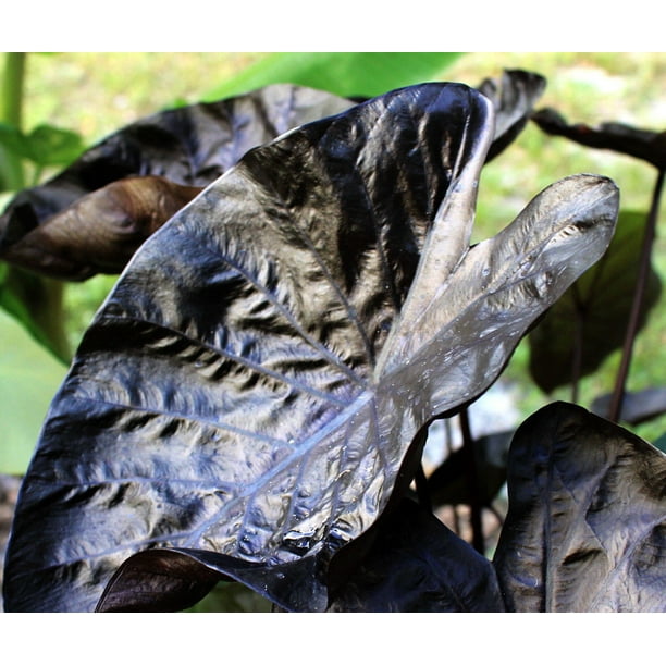 Black Ripple Elephant Ear Plant Colocasia Dark Maroon Foliage 4" Pot