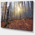 thumbnail image 2 of Setting Sun in Dense Fall Forest - Modern Forest Canvas Art, 2 of 4