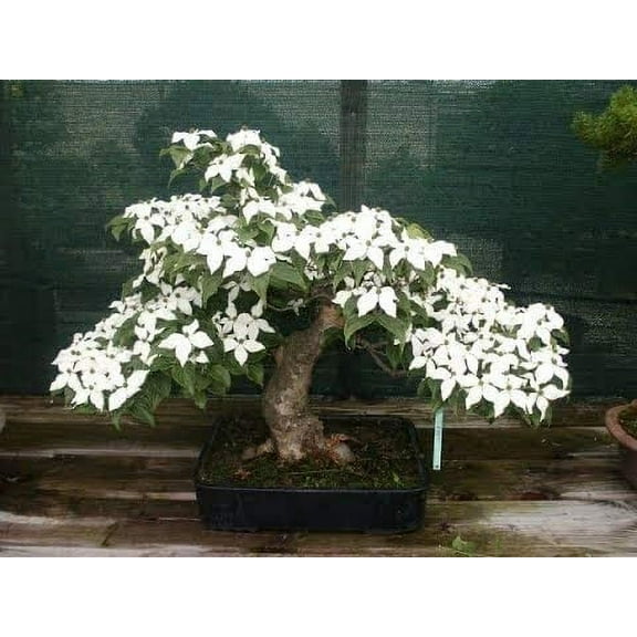 Bonsai Tree Seeds - Flowering Dogwood - 20 Seeds - Beautiful Flowering Bonsai Tree Seeds for Planting