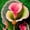 B, variant on Calla lily, Low Maintenance - Easy Grow - Ideal for Beds Borders, Plant Pots & Planters