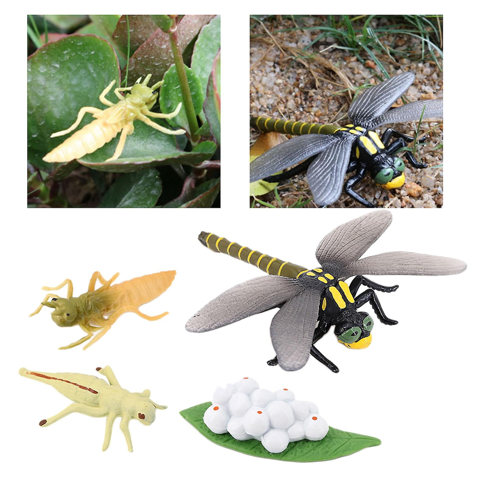 4 Stages Life Cycle Of Dragonfly Nature Insects Life Cycles Growth Model Game Prop Insect Animal Natural Toy-- | Walmart Canada 4 Stages Life Cycle Of Dragonfly Nature Insects Life Cycles Growth Model Game Prop Insect Animal Natural Toy-- | Walmart Canada