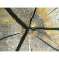 thumbnail image 2 of Grayscale 32x25 Black Ornate Wood Framed with Double Matting Museum Art Print Titled - Tree Heart I, 2 of 4