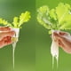 thumbnail image 5 of 100uds Hidropónicas Esponjas, 1.26" Cultivo Medios Cilíndricas Esponjas para Hogar Vegetales Flores Plantación, Blanco, 5 of 5