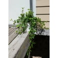 thumbnail image 6 of American Plant Exchange English Ivy Green, Live Plant, Medium Leaf, 6-Inch Pot, Vining Houseplant, 6 of 7
