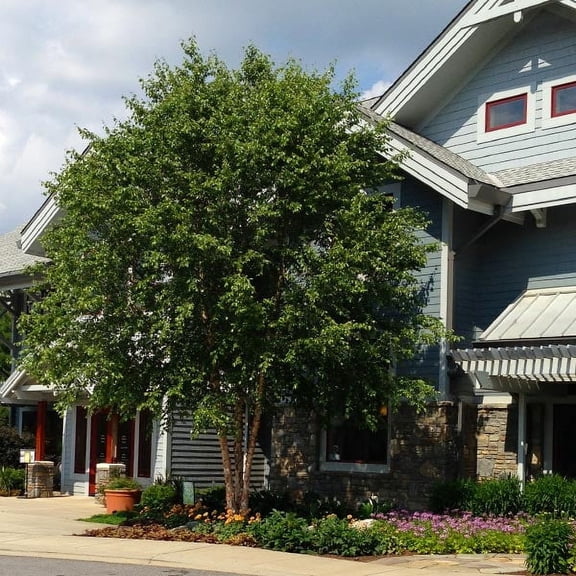 Brighter Blooms - Dura Heat River Birch, 3-4 ft. - No Shipping To AK, AZ, HI, OR