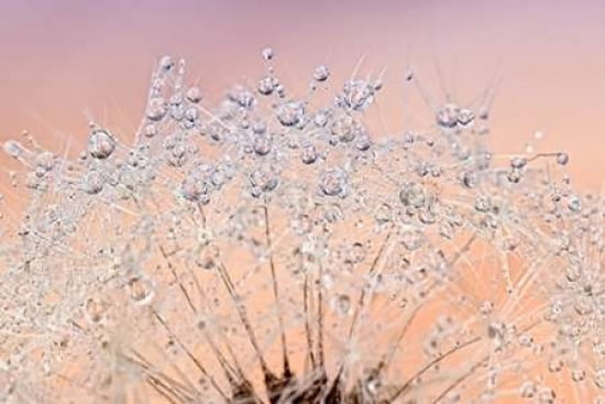 Dandelion Dew Ii Ca