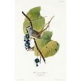 thumbnail image 2 of Audubon, John James 13x18 White Modern Wood Framed Museum Art Print Titled - White-crowned Sparrow, 2 of 4