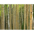 thumbnail image 3 of Fitzharris, Tim 14x12 Black Modern Framed Museum Art Print Titled - Aspen Grove I, 3 of 5