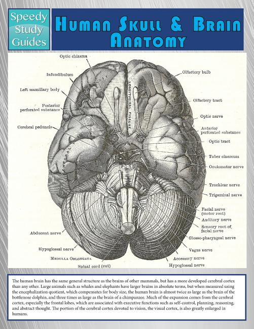 Мозг анатомия. Свод мозга анатомия. Скат головной мозг анатомия. Головной мозг лошади анатомия.