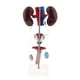 thumbnail image 3 of Modelo Profesional Anatomía Sistema Genitourinario Zulema Estatua urogenital masculina humana Zulema Estatua urogenital masculina humana, 3 of 8