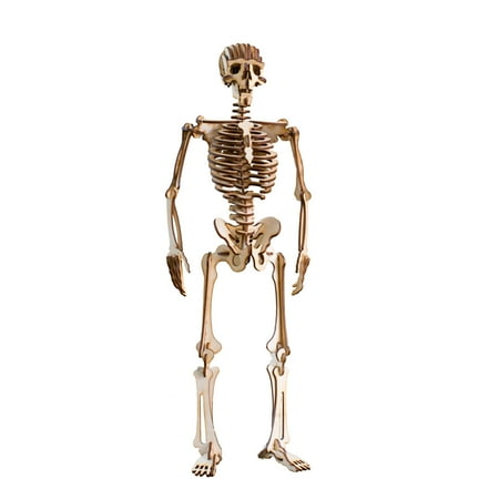 Crafts - Human Skeleton - Raw Wood Model Kit
