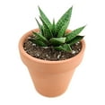 thumbnail image 6 of Gasteria Flow Lace Aloe Succulent (4"+ Plastic Pot) - Tiny, Lovely, Easy to Care Succulents - Live Succulents for Home Office, 6 of 8