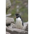 thumbnail image 2 of Anon, Josh 17x24 White Modern Wood Framed Museum Art Print Titled - West Point Island Rockhopper penguin in rookery, 2 of 4