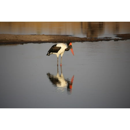 - Framed Art For Your Wall Africa Saddle Billed Stork Wildlife Bird Zimbabwe 10x13 Frame