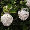thumbnail image 5 of Carlescephalum Viburnum Live Shrub-1 Gallon Bareroot, 5 of 5