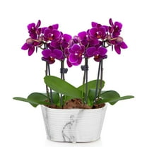 From You Flowers - Picturesque Purple Mini Orchid for Birthday, Anniversary, Get Well, Congratulations, Thank You, All Occasions