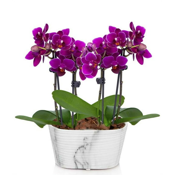 From You Flowers - Picturesque Purple Mini Orchid for Birthday, Anniversary, Get Well, Congratulations, Thank You, All Occasions