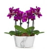 From You Flowers - Picturesque Purple Mini Orchid for Birthday, Anniversary, Get Well, Congratulations, Thank You