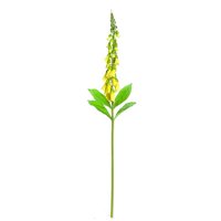 Floral Foxgloove Stem