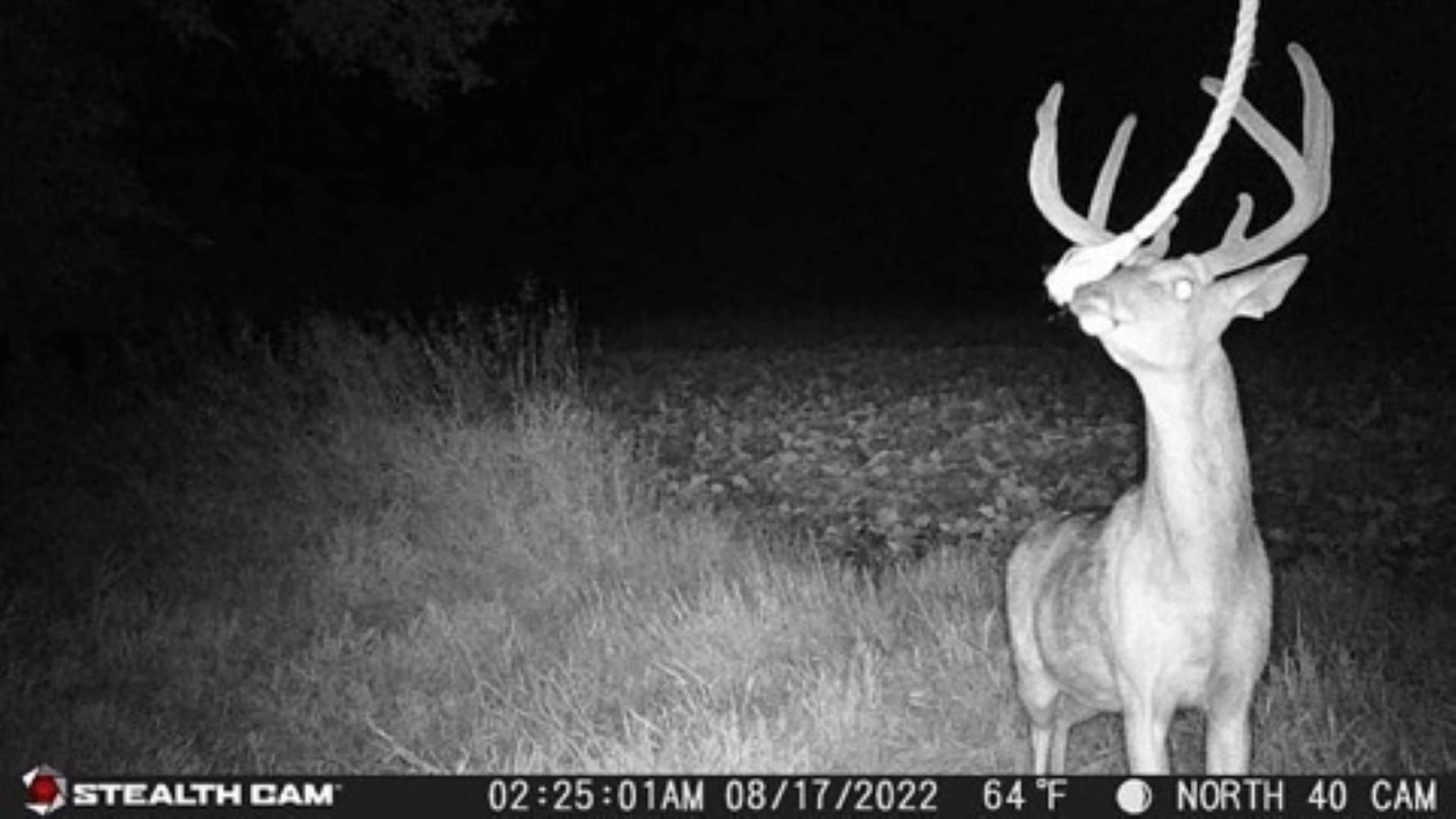 Stealth Cam Browtine 18MP Trail Camera, 480P Video, 0.8 Sec Trigger, 18 IR Emitters, SD Card Slot (STC-BT18)