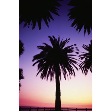 Gold Double Palm Trees - View Of Single Palm Tree Surrounded By Other Palm Tree Tops Background Is Golden Sunset PosterPrint