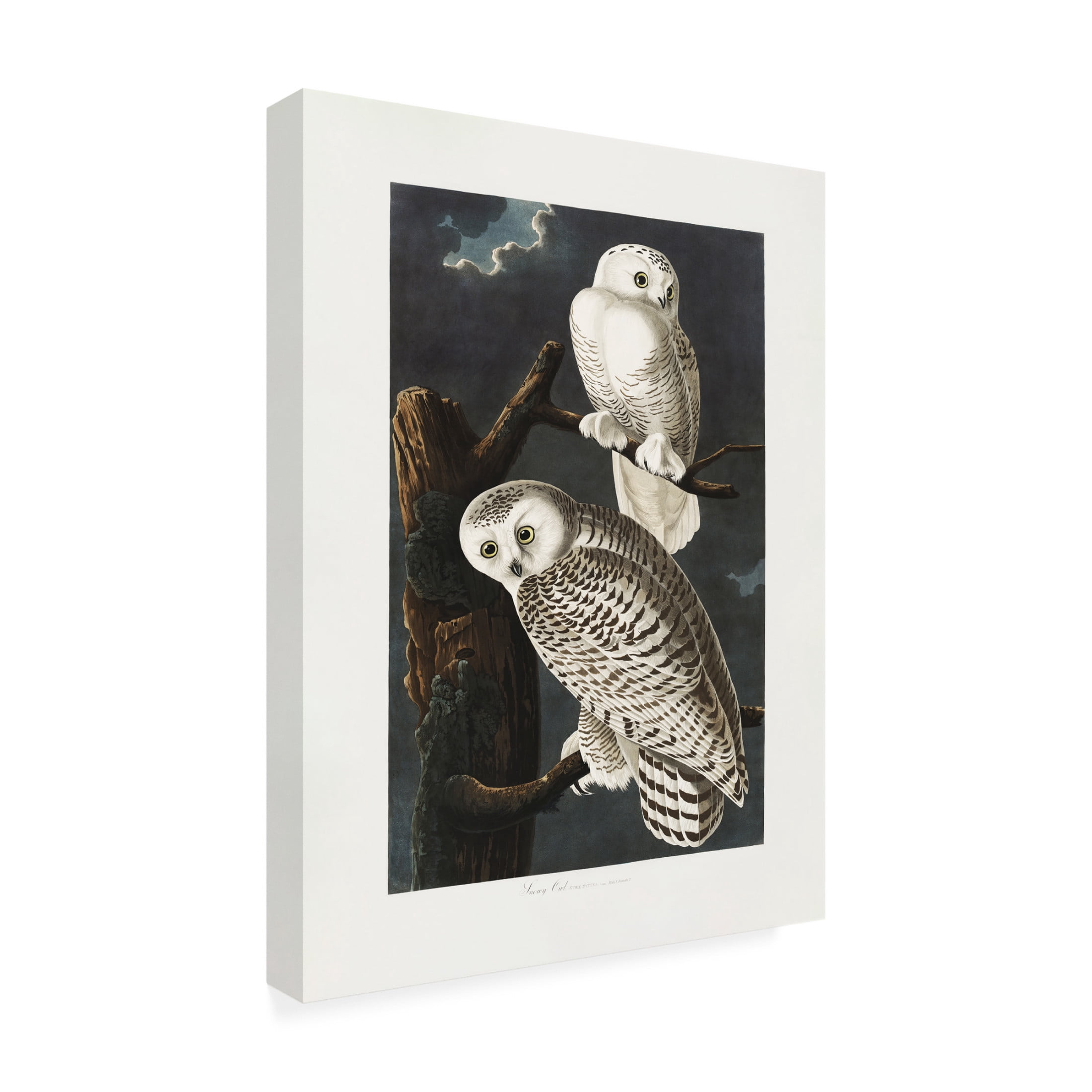 Trademark Fine Art Pictufy   Snowy Owl From Birds of America 1827 Canvas Wall Art