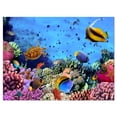 thumbnail image 2 of Colonie de Corail sur Récif Égypte - Art Mural Animal Surdimensionné, 2 of 3