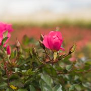 Perfect Plants Pink Drift® Rose 3 Gallon