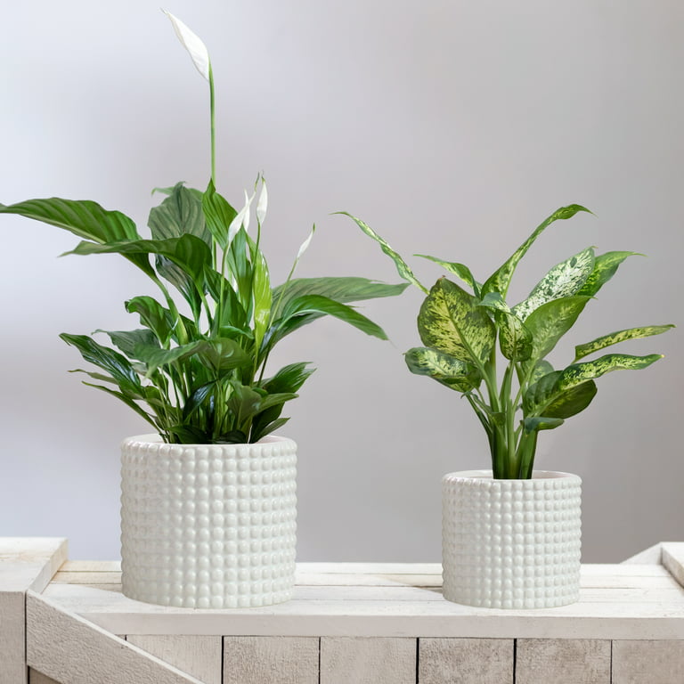 Matt White Set 3 Ceramic Plant Pots with Bamboo Coasters Indoor Planters  White Pot Ser Ceramic Flower Pots Containers Outdoor Large, Medium, Small