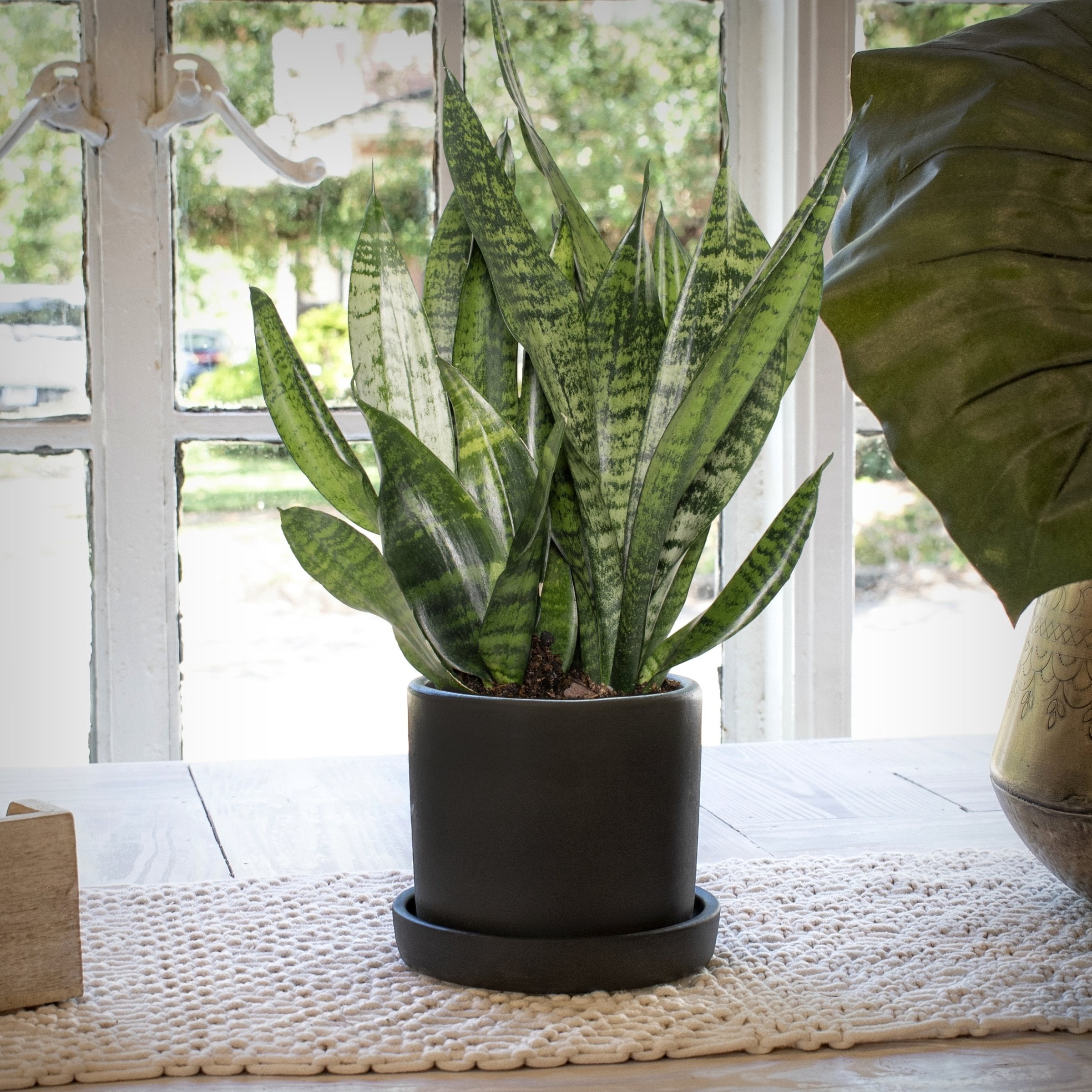 6 in. Sansevieria Zeylanica Plant in Grower Container