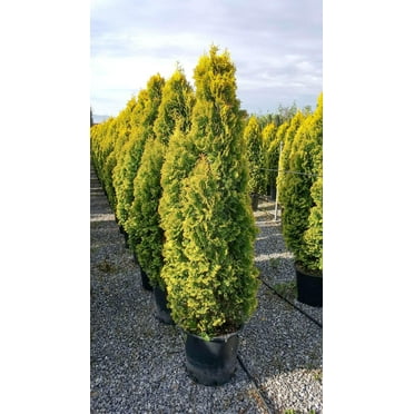 Jantar American Arborvitae-Evergreen-Vibrant golden-yellow foliage  1 Gallon