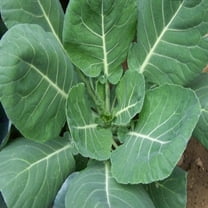 PAPAW'S GARDEN SUPPLY LLC. HELPING THE NEXT GENERATION GROW! VATES HEIRLOOM COLLARD SEEDS, 1000 SEED PK