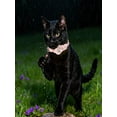 thumbnail image 4 of GPS Pet Tracker Collar for Cats Waterproof No Monthly Fee Advanced Tracking Device for Pet Safety, 4 of 5