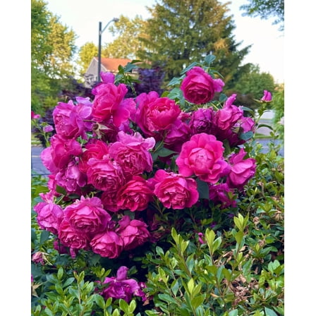 Grande Dame Deep Pink Rose Climbing Plant Live for Planting, Pink Rose Bush Flowers Shurb 5-8" Tall, Hybrid Tea Live Plant Outdoors