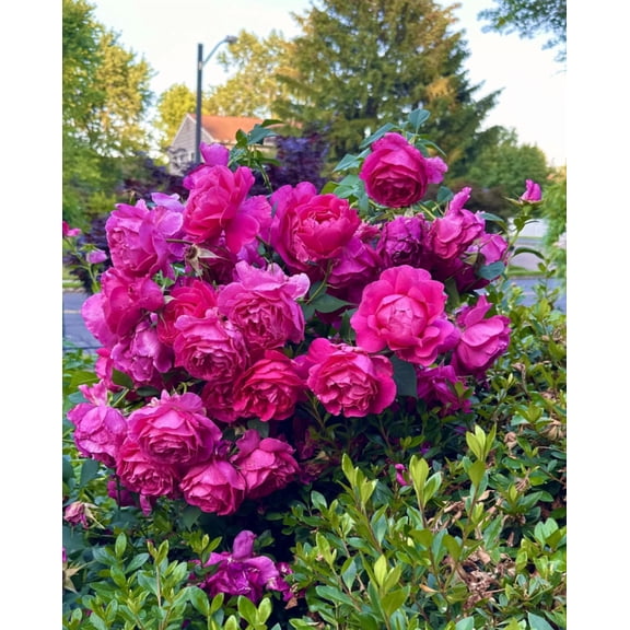 Grande Dame Deep Pink Rose Climbing Plant Live for Planting, Pink Rose Bush Flowers Shurb 5-8" Tall, Hybrid Tea Live Plant Outdoors