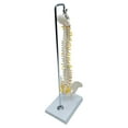 thumbnail image 4 of Detailed Spine Model Vertebral Column Skeleton Model 17.7 inch Life hanging, 4 of 10