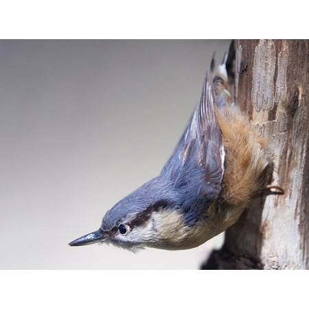 LAMINATED POSTER Exhibit Bird Taxidermy Stuffed Museum Nuthatch Poster Print 24 x