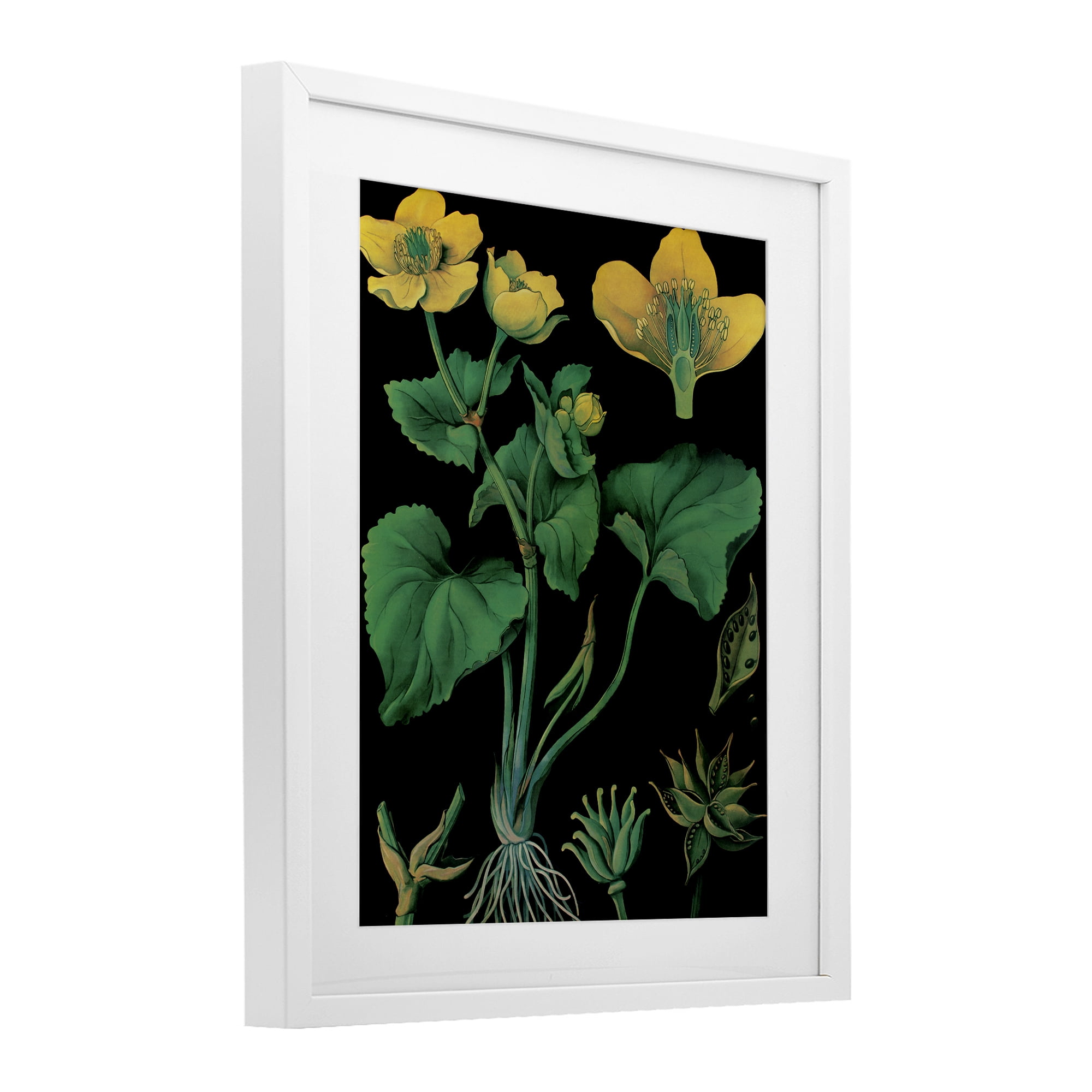 Stupell Industries Marsh Marigold Illustration Study White Framed Print Under Glass, design by Vintage Hustle