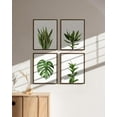 thumbnail image 6 of Haus and Hues Plant Wall Art - Set of 4 Plant Pictures Wall Art and Green Wall Art Collection, Botanical Prints, Sage Green Leaves Paintings For Wall, Minimalist Wall Art (8x10, Framed Walnut), 6 of 6